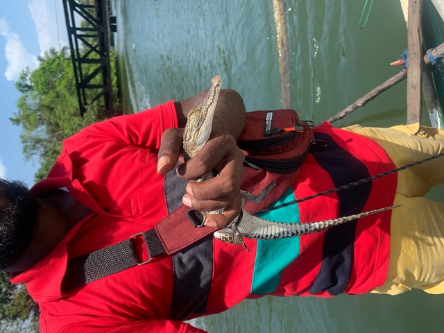 Person holding a young crocodile beside a water body.
