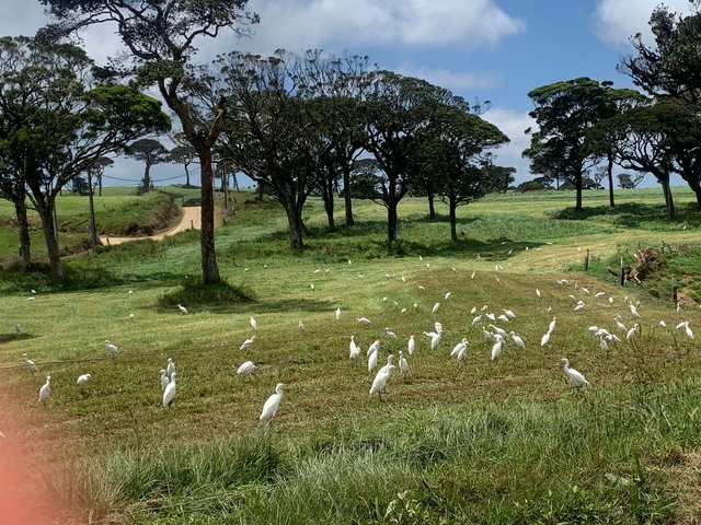 Field with a large number of white birds and trees.