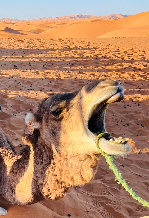 Close-up of a camel's head yawning in the desert.