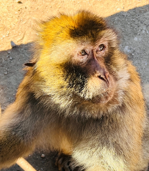 Close-up of a monkey looking sideways.