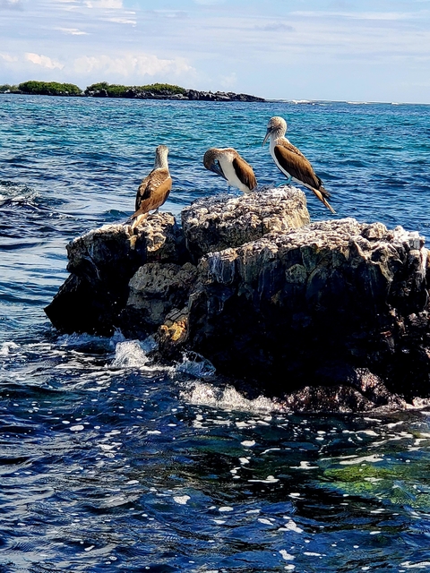 Three birds perched on rocks in the ocean.