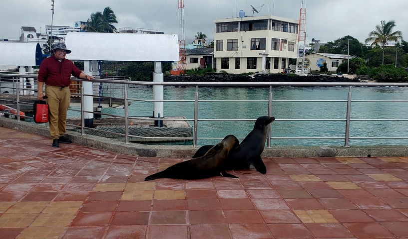 Man standing near sea lions resting on a pier.
