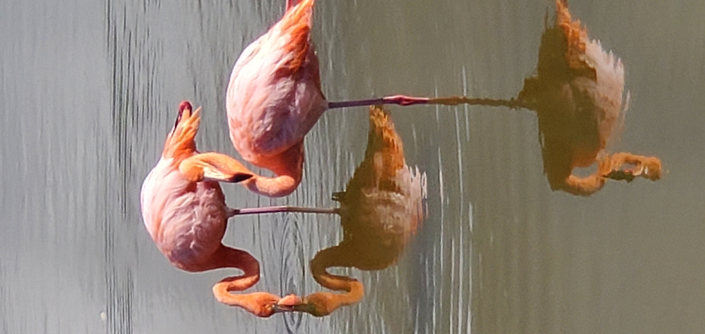 Flamingos reflected in still water.
