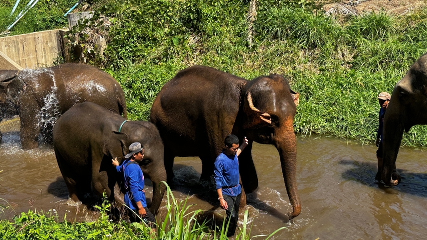       Elephants and handlers bathing in a river.
  