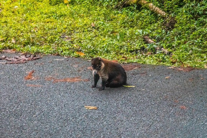A coati sitting on a paved trail in a green park.