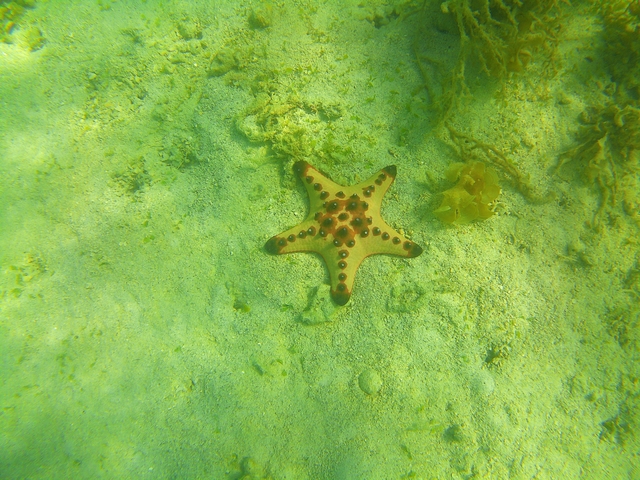       Orange starfish on the seabed.
  