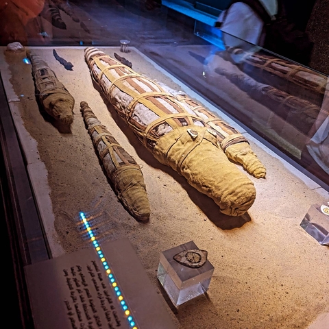 Mummified crocodiles displayed in a museum.