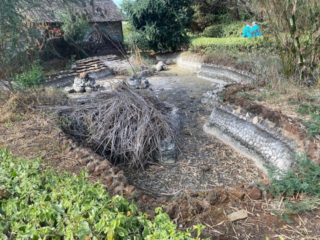       Drought-affected garden with dry vegetation.
  