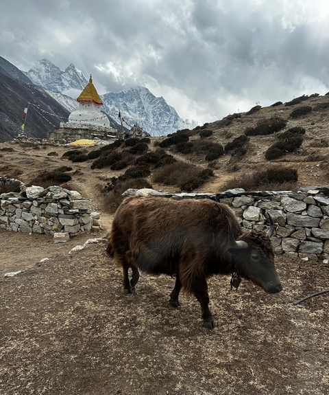      Yak with mountains and stupa in the background.
  