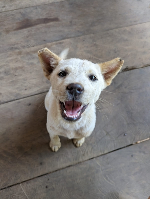 A playful dog looking up with an open-mouthed smile.