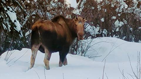 A moose standing in a snowy forest.
