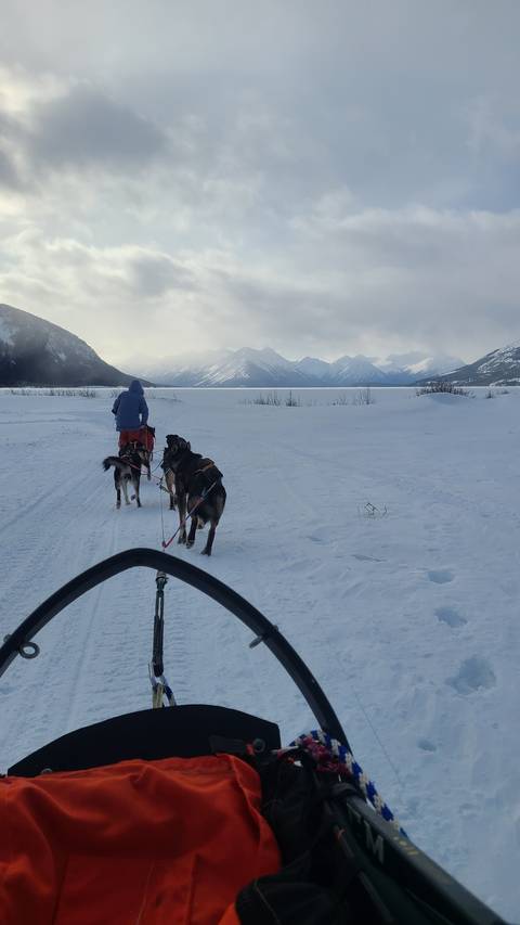Dog sledding on snow-covered landscape with mountains.