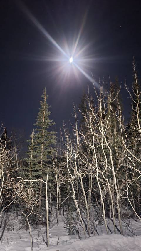       Night scene with tall trees under starry sky.
  