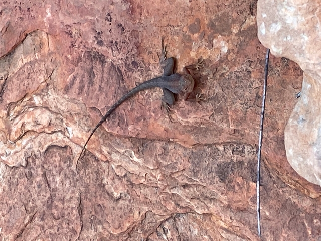       A lizard on a rock surface.
  