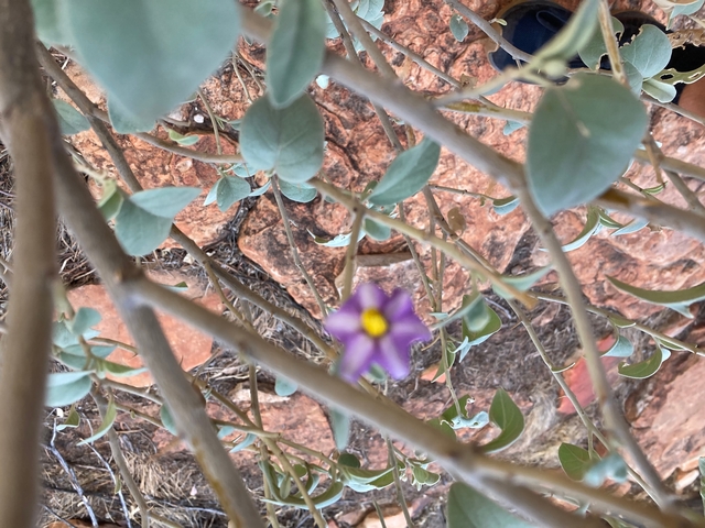 A desert plant with purple flowers.