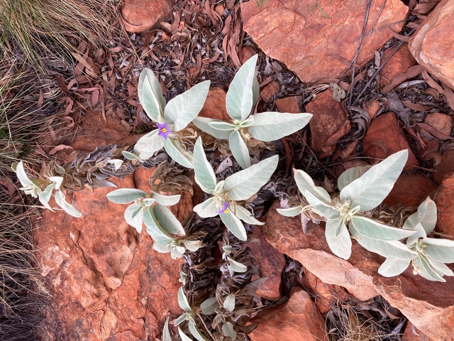A desert plant on red earth.