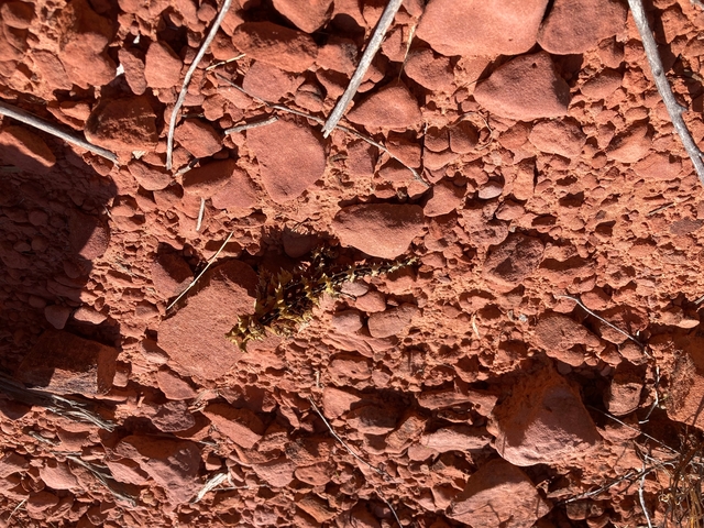 A thorny devil on red earth.