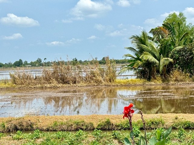 Rice field with palm trees and a red flower.