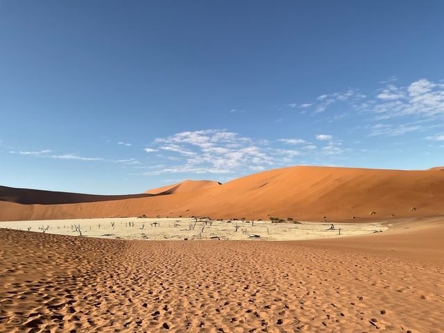 Panorama of a desert landscape with dunes and dead trees.