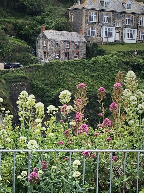 Close-up of colorful wildflowers with hills in background.