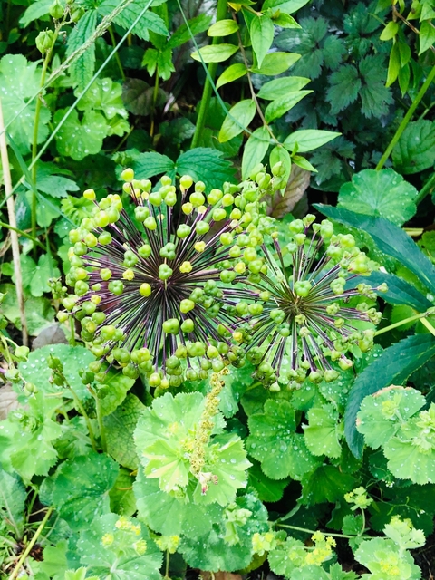      Close-up of allium flowers in a garden.
  