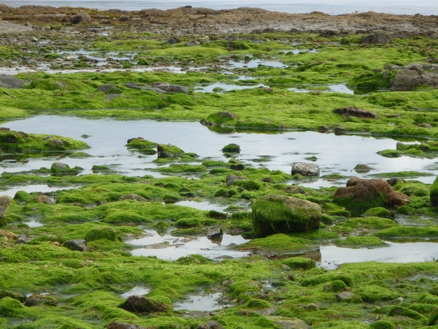 Landscape with green moss-covered rocks and water pools.