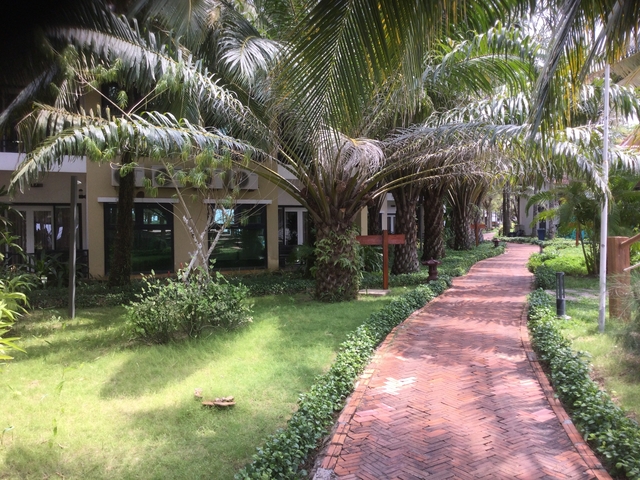       Pathway surrounded by palm trees leading to a building.
  