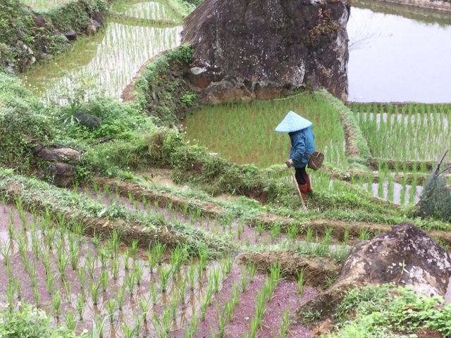       Person working on terraced fields, wearing traditional conical hat.
  