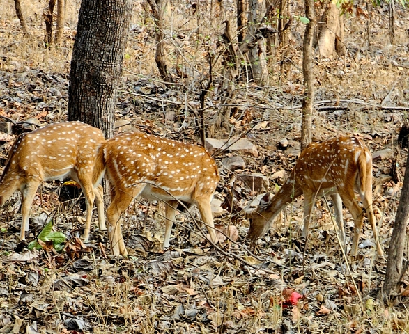       Three deer grazing in a forest clearing.
  