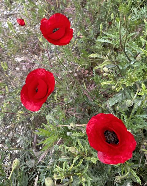       Red poppies in a field with dew on their petals.
  