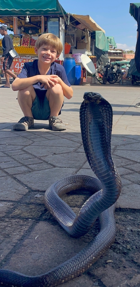 Close-up of a snake, possibly a cobra, on pavement.