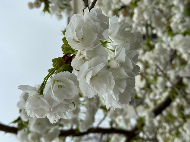       Close-up of white flowers in full bloom
  