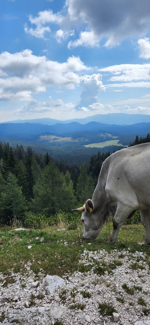       A cow grazing on a hillside overlooking a valley.
  