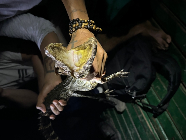 Person holding a small reptile in their hand at night.