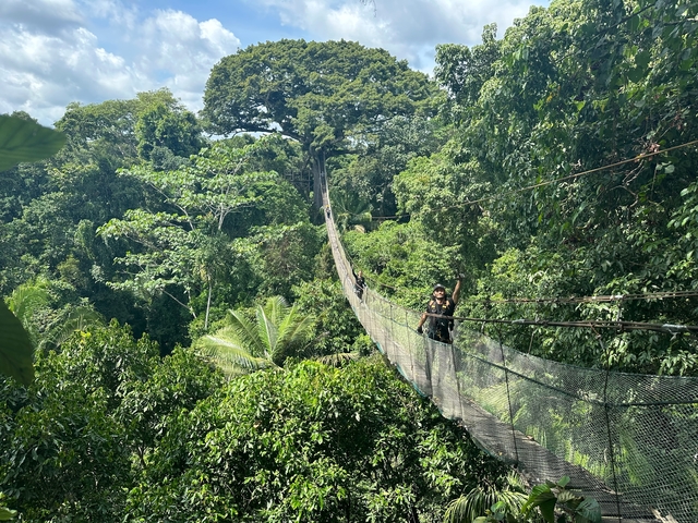 People walking on a canopy walkway in a dense forest.