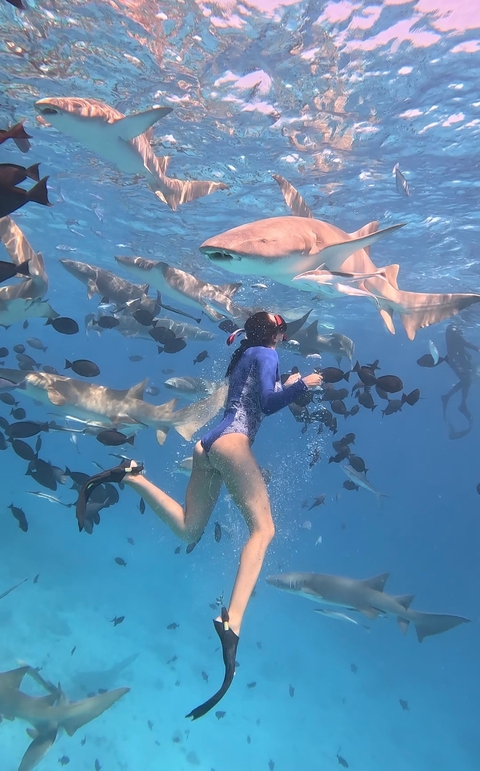 Woman swimming underwater with sharks and fish.