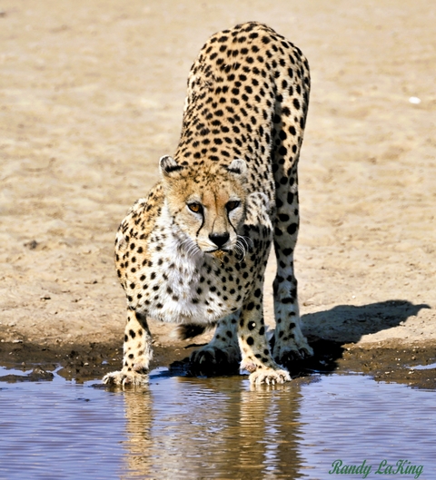Cheetah in a sandy habitat with alert expression.