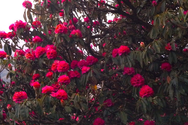       Close-up of bright pink rhododendron flowers.
  
