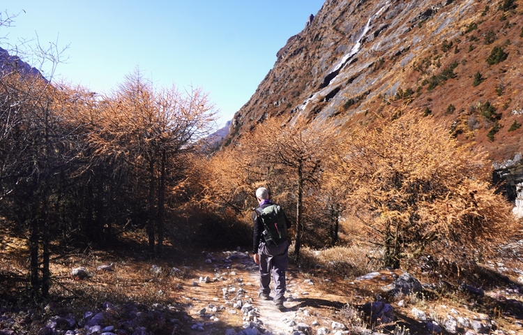      Hiker walking through an autumn forest with mountains in the background.
  