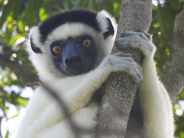 A close-up of a lemur holding a tree branch.
