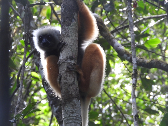 A lemur with a bushy tail climbing a tree in a forest.