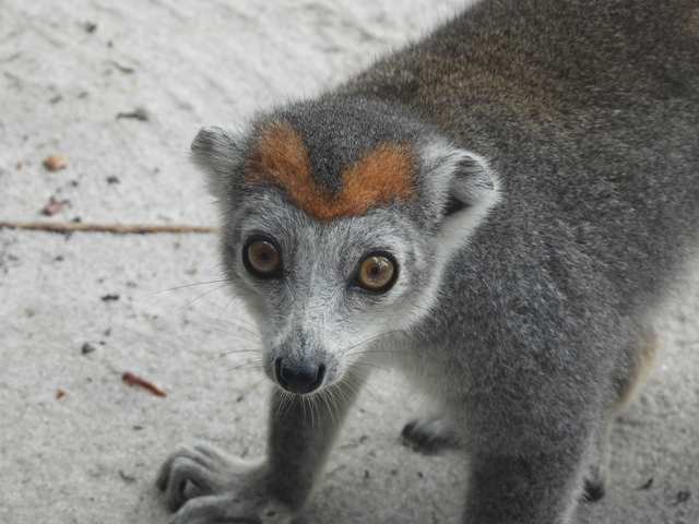 A lemur standing on sandy ground with a distinctive brown marking.