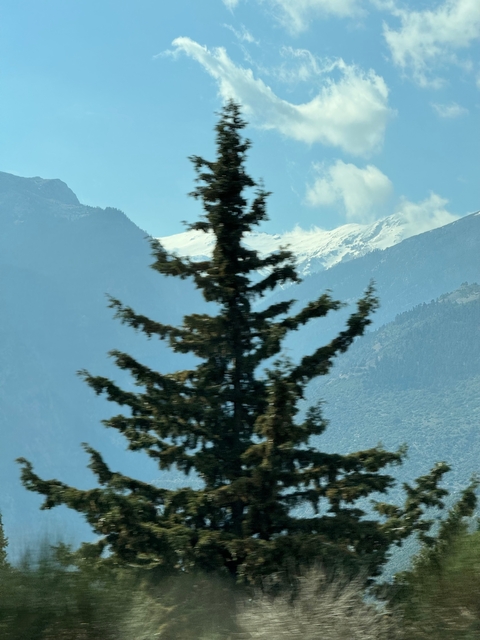 Tall pine tree obscuring a view of snowy mountain peaks.