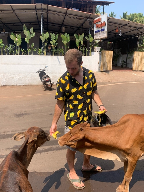      Man feeding cows on a street.
  