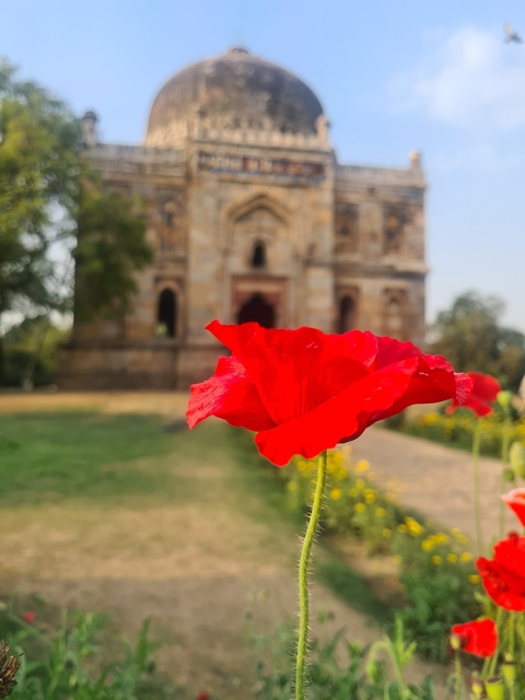       Close-up of a flower with an ancient structure in the background.
  