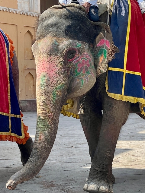 Decorated elephant in traditional attire.