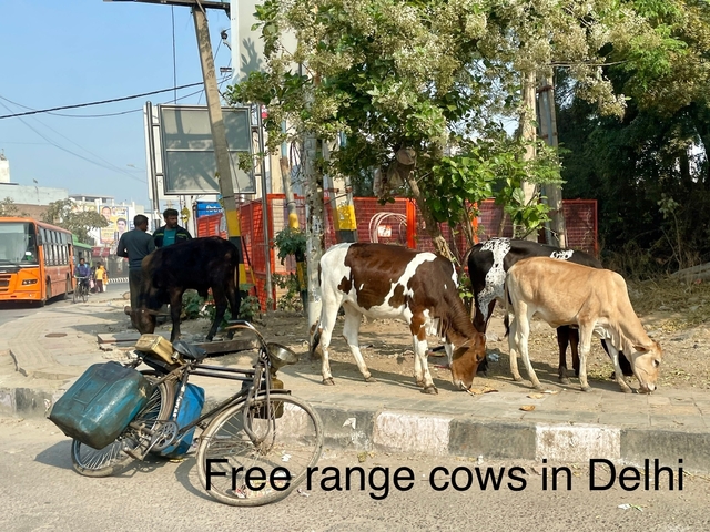       Cows grazing by the roadside with traffic nearby.
  