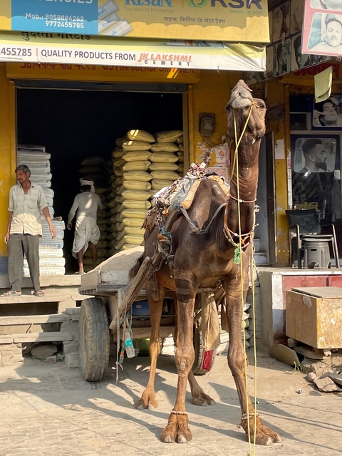       Camel-drawn cart near a shop with sacks of goods.
  