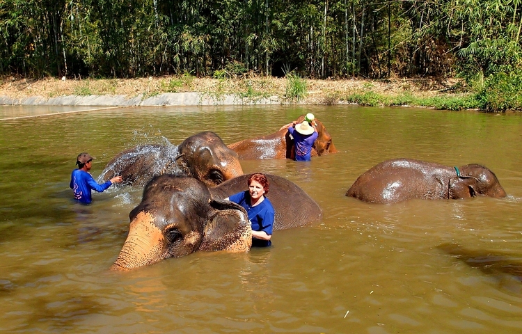      Group of people bathing elephants in a river.
  
