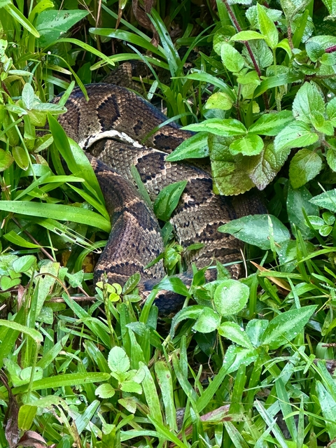       Close-up of a snake coiled amongst green foliage.
  